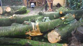 snoeien en rooien kappen van acasia gleditsia bomen hovenier Tilburg Veldhoven